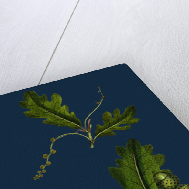 Quercus Pedunculata; Common Oak by Anonymous