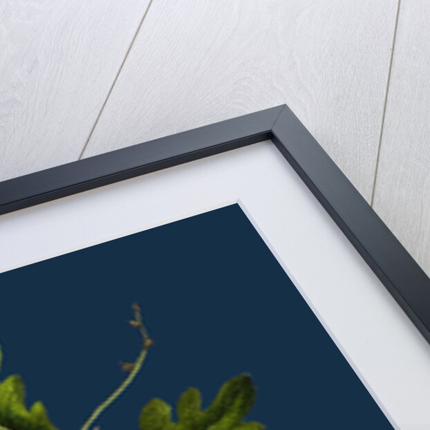 Quercus Pedunculata; Common Oak by Anonymous