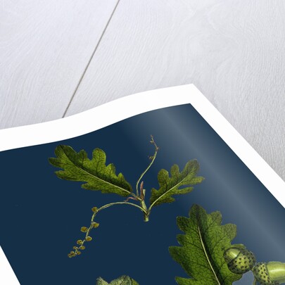 Quercus Pedunculata; Common Oak by Anonymous