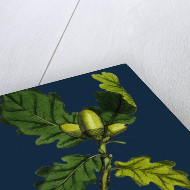 Quercus Sessiliflora; Sessile-Fruited Oak by Anonymous