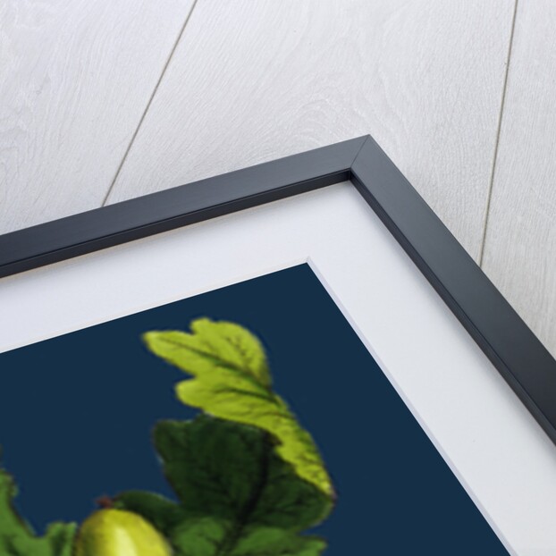 Quercus Sessiliflora; Sessile-Fruited Oak by Anonymous