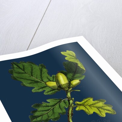 Quercus Sessiliflora; Sessile-Fruited Oak by Anonymous