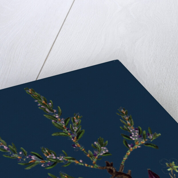 Polygonum Maritimum; Sea Knot-Grass by Anonymous