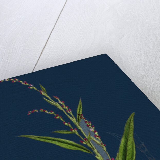 Polygonum Hydropiper; Water Pepper by Anonymous