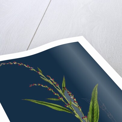 Polygonum Hydropiper; Water Pepper by Anonymous