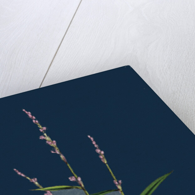 Polygonum Minus; Small Persicaria by Anonymous