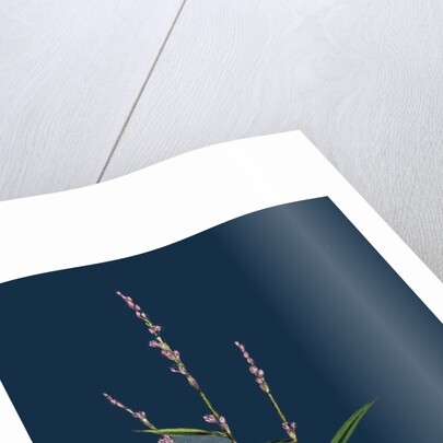 Polygonum Minus; Small Persicaria by Anonymous