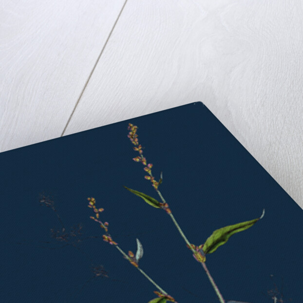 Polygonum Mite; Lax-Flowered Persicaria by Anonymous