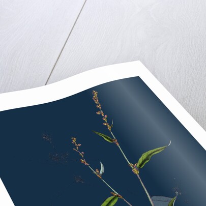 Polygonum Mite; Lax-Flowered Persicaria by Anonymous