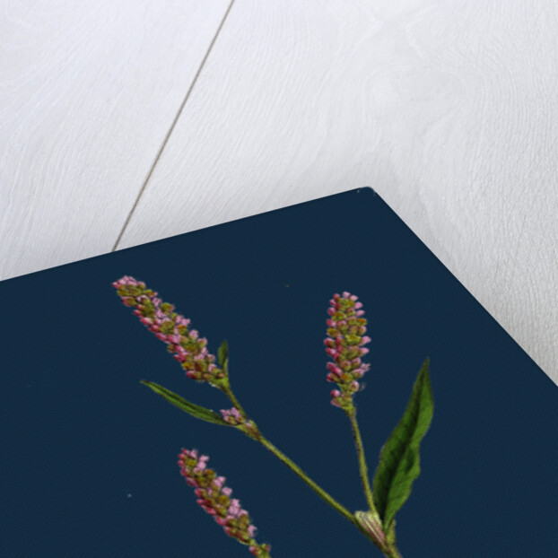 Polygonum Persicaria, Var. Elatum; Spotted Persicaria, Var. B. by Anonymous