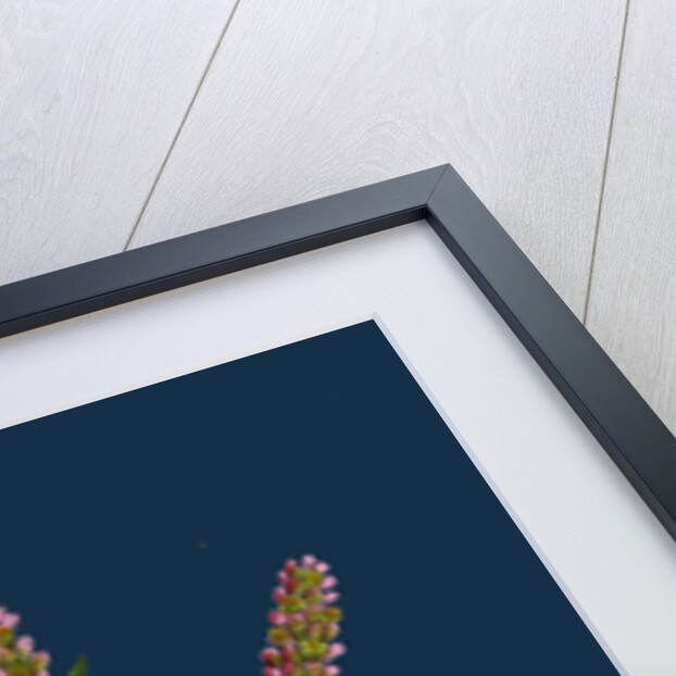 Polygonum Persicaria, Var. Elatum; Spotted Persicaria, Var. B. by Anonymous