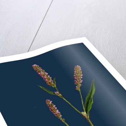 Polygonum Persicaria, Var. Elatum; Spotted Persicaria, Var. B. by Anonymous