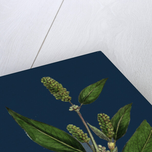 Polygonum Lapathifolium, Var. Genuinum; Glandular Persicaria, Var. A. by Anonymous