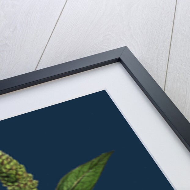 Polygonum Lapathifolium, Var. Genuinum; Glandular Persicaria, Var. A. by Anonymous