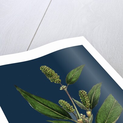 Polygonum Lapathifolium, Var. Genuinum; Glandular Persicaria, Var. A. by Anonymous