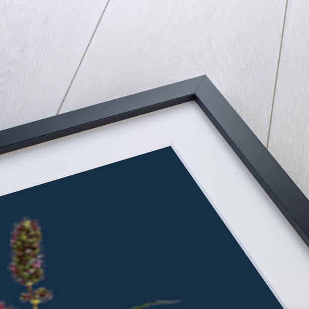 Polygonum Lapathifolium, Var. Nodosum; Glandular Persicaria, Var. B. by Anonymous