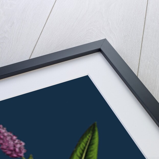 Polygonum Amphibium, Terrestre; Amphibious Bistort, Terrestial Form by Anonymous