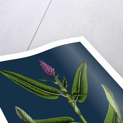 Polygonum Amphibium, Terrestre; Amphibious Bistort, Terrestial Form by Anonymous