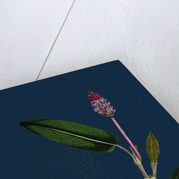 Polygonum Amphibium, Natans; Amphibious Bistort, Aquatic Form by Anonymous