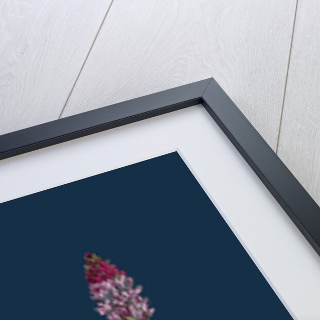 Polygonum Amphibium, Natans; Amphibious Bistort, Aquatic Form by Anonymous