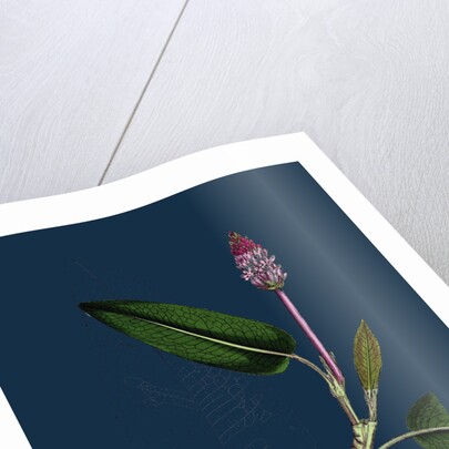 Polygonum Amphibium, Natans; Amphibious Bistort, Aquatic Form by Anonymous