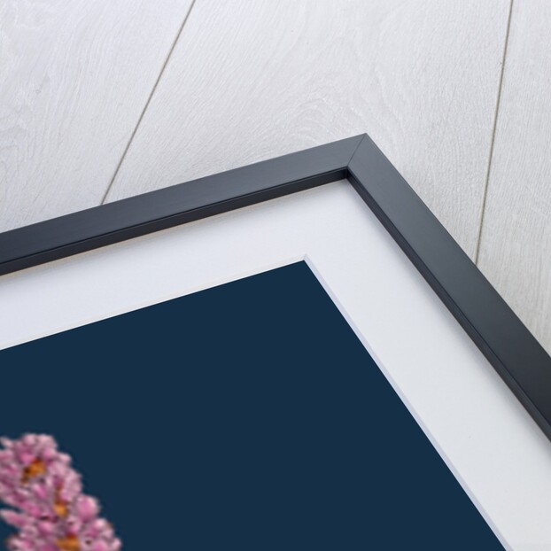 Polygonum Bistorta; Common Bistort by Anonymous