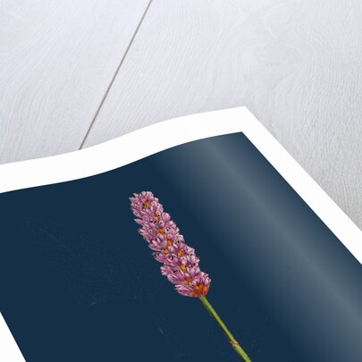 Polygonum Bistorta; Common Bistort by Anonymous