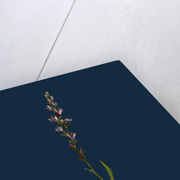 Polygonum Viviparum; Viviparous Bistort by Anonymous