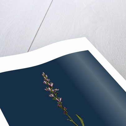 Polygonum Viviparum; Viviparous Bistort by Anonymous