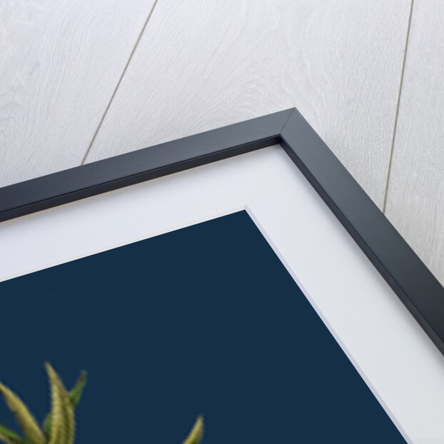 Hippophyae Rhamnoides; Sea Buckthorn by Anonymous