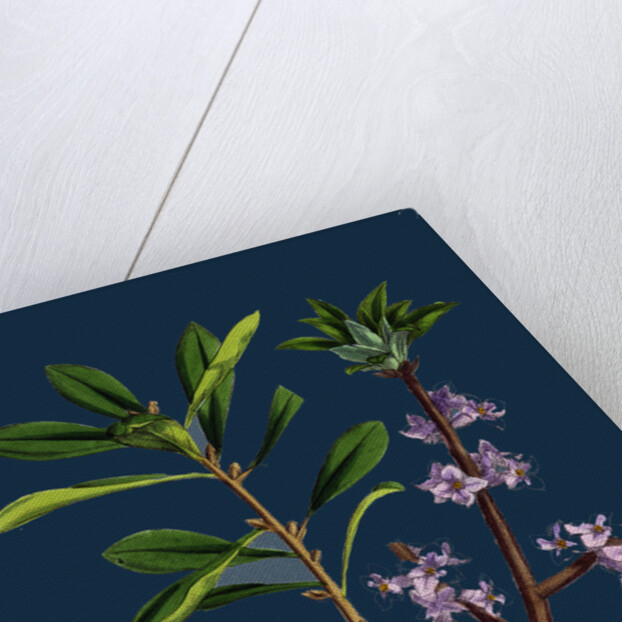 Daphne Mezereum; Mezereon by Anonymous