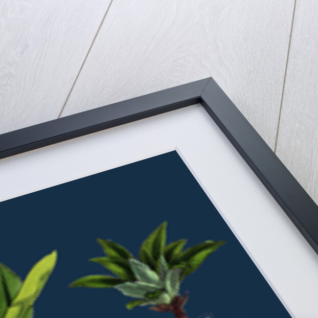 Daphne Mezereum; Mezereon by Anonymous