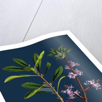 Daphne Mezereum; Mezereon by Anonymous