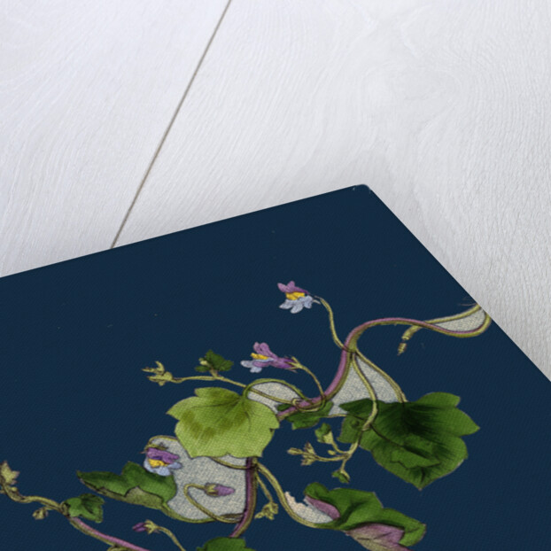 Linaria Cymbalaria; Ivy-Leaved Toadflax by Anonymous