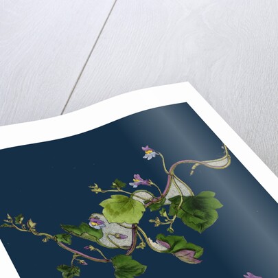 Linaria Cymbalaria; Ivy-Leaved Toadflax by Anonymous