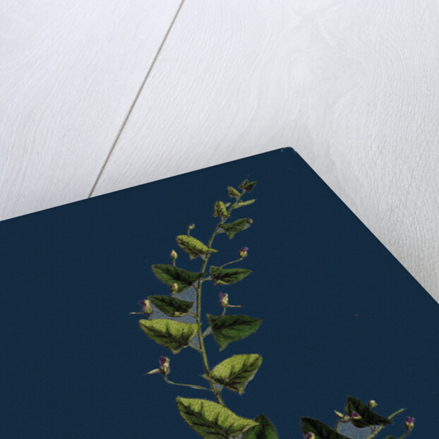 Linaria Elatine; Sharp-Leaved Fluellin by Anonymous