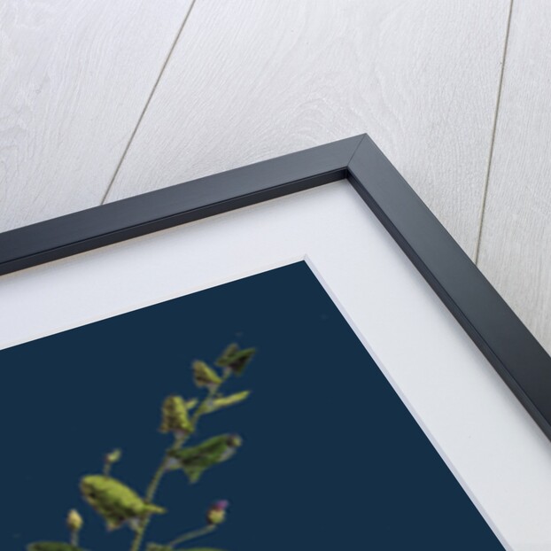 Linaria Elatine; Sharp-Leaved Fluellin by Anonymous