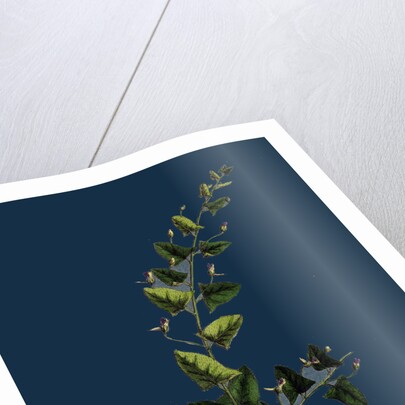 Linaria Elatine; Sharp-Leaved Fluellin by Anonymous