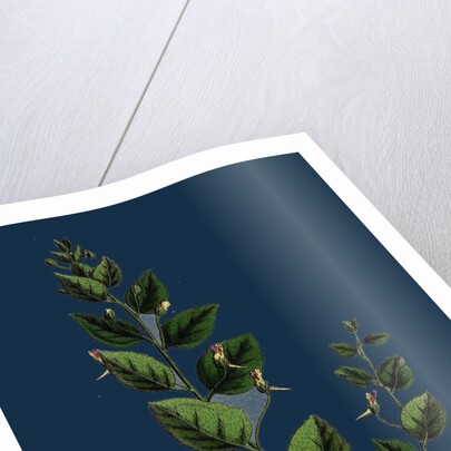 Linaria Spuria; Round-Leaved Fuellin by Anonymous