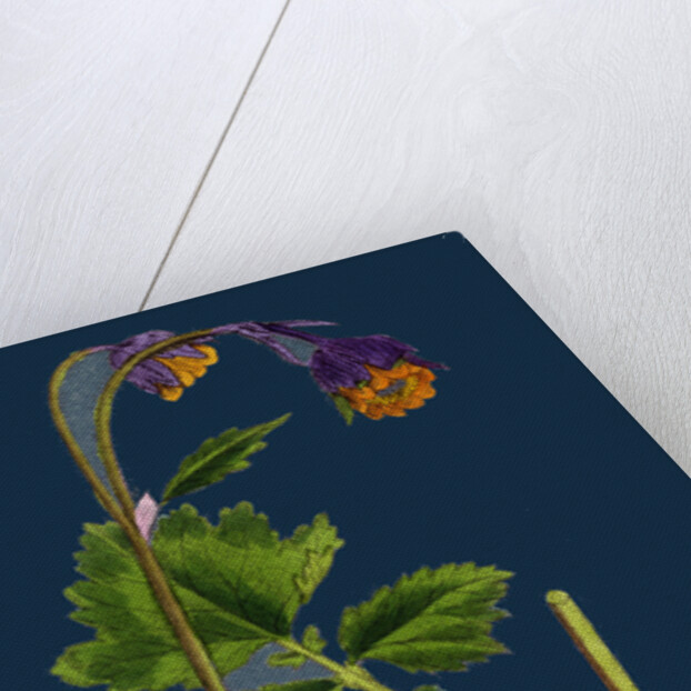 Geum Rivale; Water Avens by Anonymous
