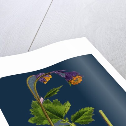 Geum Rivale; Water Avens by Anonymous