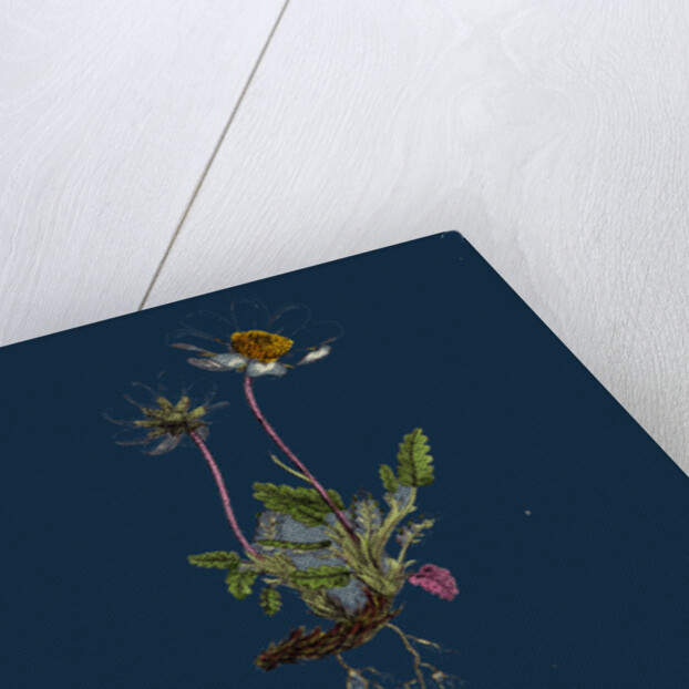 Dryas Octopetala; Mountain Avens by Anonymous