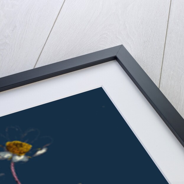 Dryas Octopetala; Mountain Avens by Anonymous