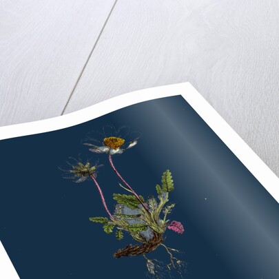 Dryas Octopetala; Mountain Avens by Anonymous