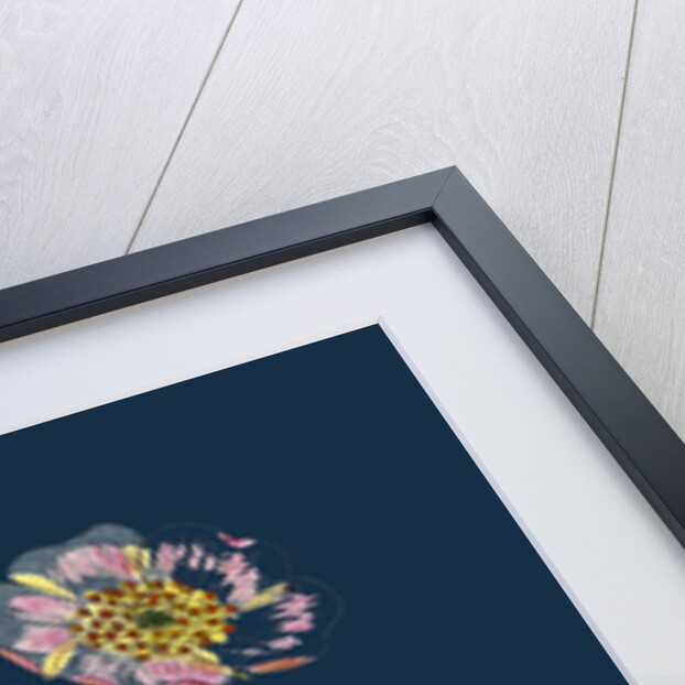 Rosa Rubella; Red Fruited Burnet-Rose by Anonymous