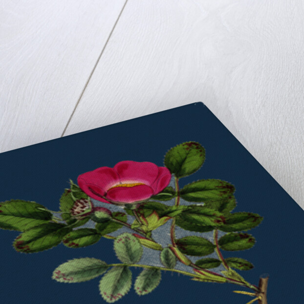 Rosa Mollissima; Soft-Leaved Rose by Anonymous