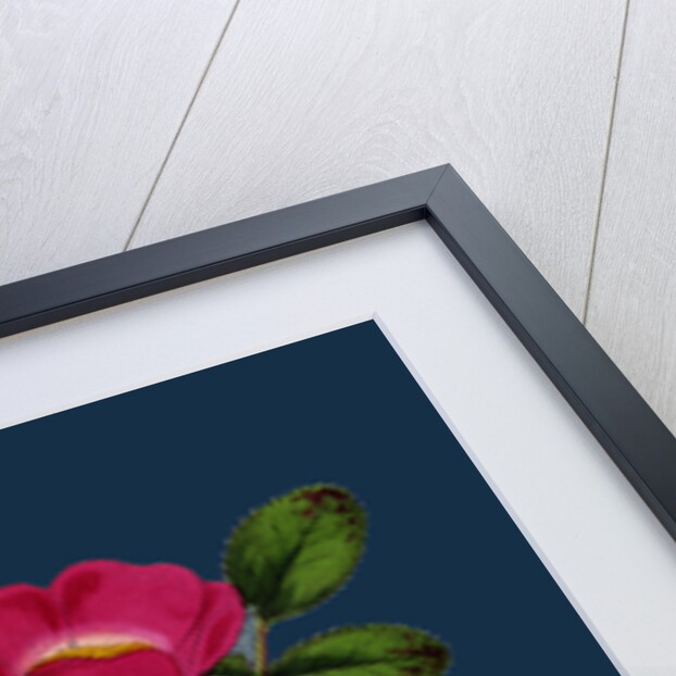 Rosa Mollissima; Soft-Leaved Rose by Anonymous