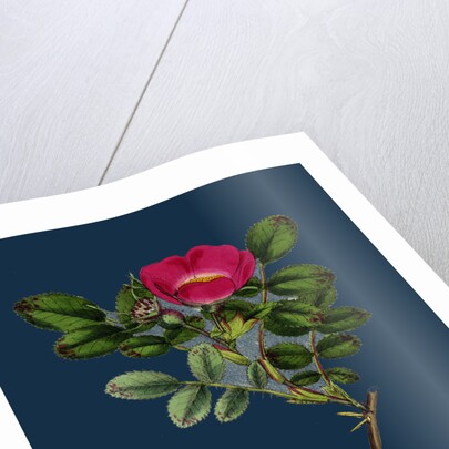 Rosa Mollissima; Soft-Leaved Rose by Anonymous