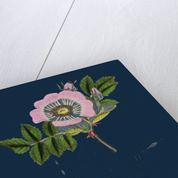 Rosa Canina; Common Dog-Rose by Anonymous