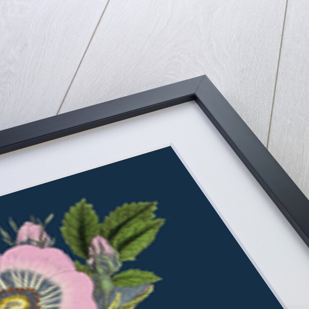 Rosa Canina; Common Dog-Rose by Anonymous